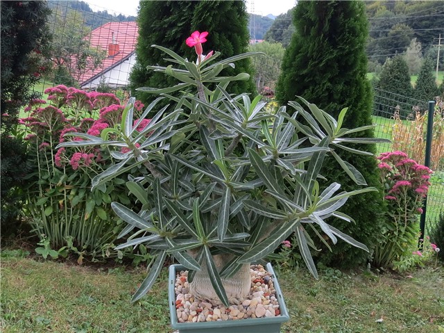 Adenium somalense nova